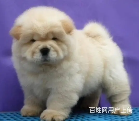 纯种松狮 松狮幼犬多少钱 哪里有卖松狮犬的 - 图片 1