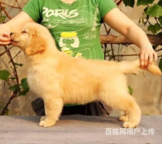 纯种金毛犬.赛级金毛犬质保终生 健康保证 - 图片 2