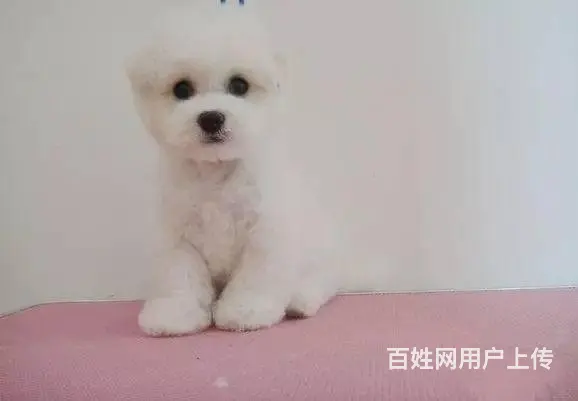 纯种比熊 小体比熊 带证书芯片出售中 - 图片 4