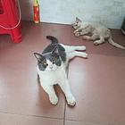 出售猫