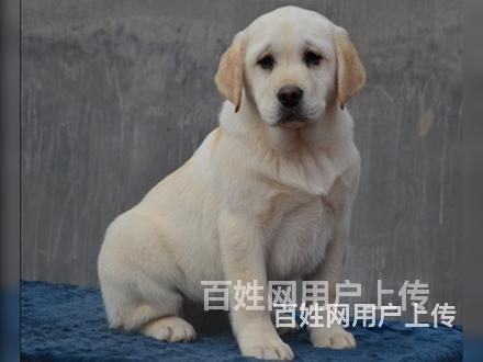 迪庆拉布拉多养殖基地拉布拉多什么价位的图片
