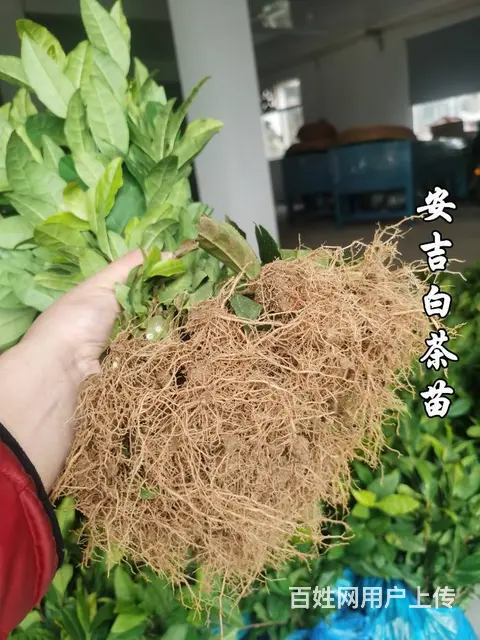安吉白茶苗 自产自销 保质保量 技术指导 - 图片 3