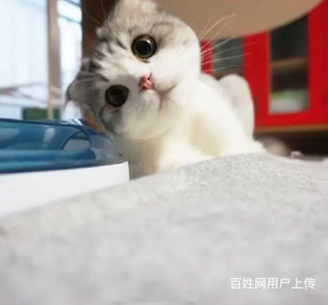 常州到六安宠物托运 - 图片 1