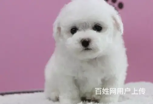 承德比熊多少钱一只 比熊价格 纯种比熊 保健康 - 图片 6