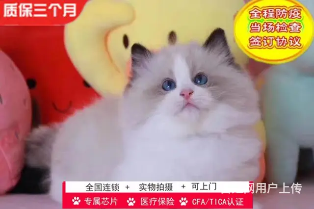 哪里有海双蓝双布偶猫卖的 纯种健康 疫苗齐全 - 图片 8