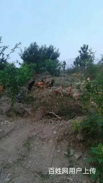 老哥山林果园散养原种土鸡蛋和老母鸡出售 - 图片 1