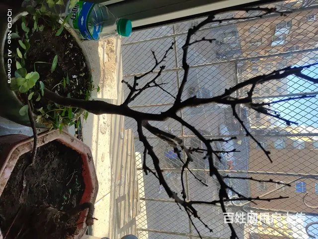 家里花太多了，有喜欢的可以电联电话联系 - 图片 6