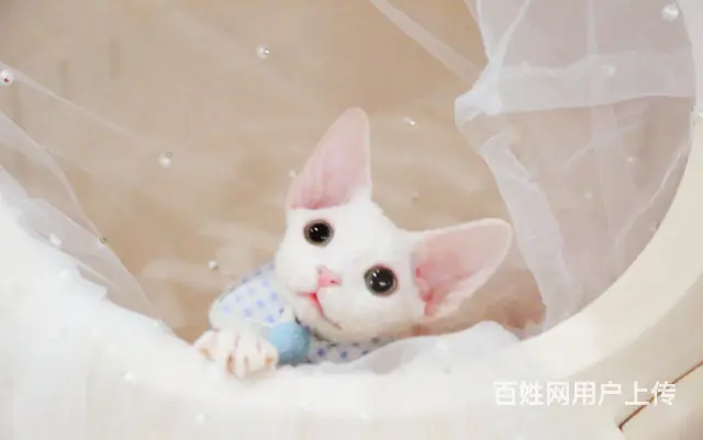 德文卷毛猫为什么贵 多少钱一只 德文的优缺点 - 图片 4
