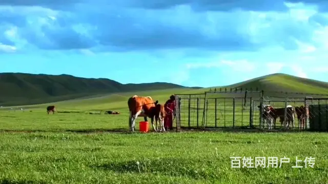 内蒙古呼伦贝尔旅游包车联系方式大草原包车常师傅靠谱 - 图片 3
