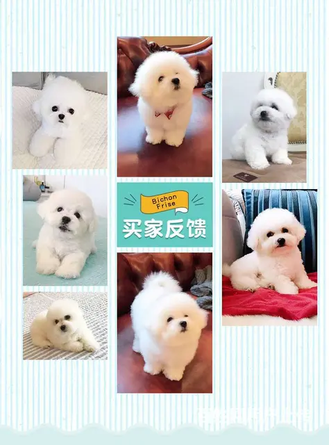 纯种比熊犬业 赛系比熊幼犬 保健康签协议 - 图片 3