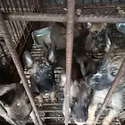 自家母狗生的小狗