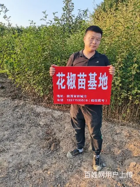 无刺大红袍花椒树苗基地 韩城黄盖花椒苗 南强一号 - 图片 1