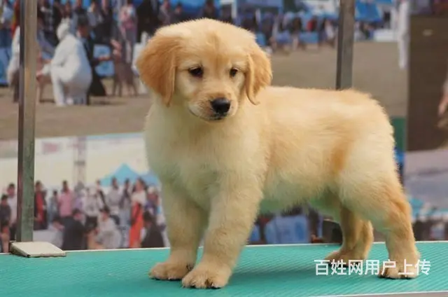 售纯种金毛猎犬 黄金猎犬母狗幼犬 欢迎选购 - 图片 1