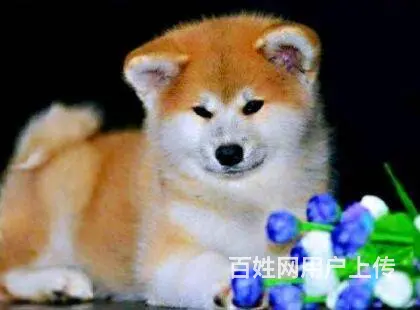 北京精品纯种秋田犬 签协议包纯种保健康欢迎上门挑选 - 图片 9