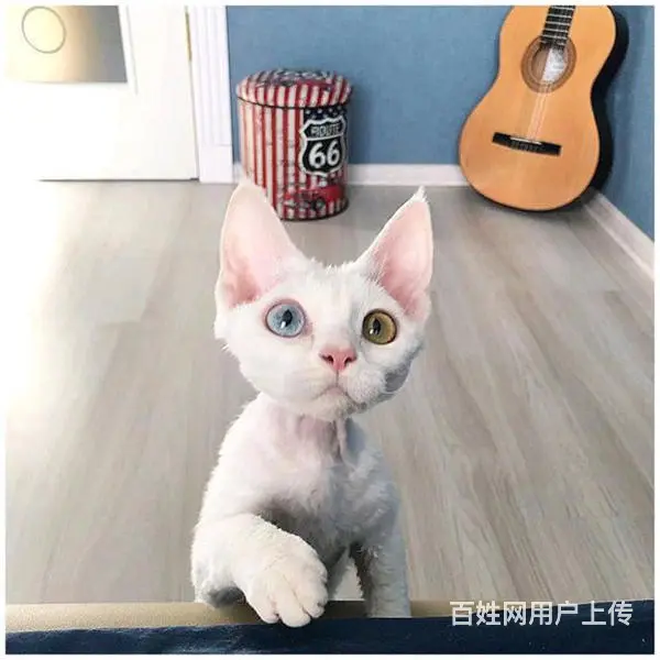 四川自贡德文猫幼崽价格多少 - 图片 12