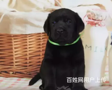 承德拉布拉多怎么卖 保健康 疫苗齐全 - 图片 12