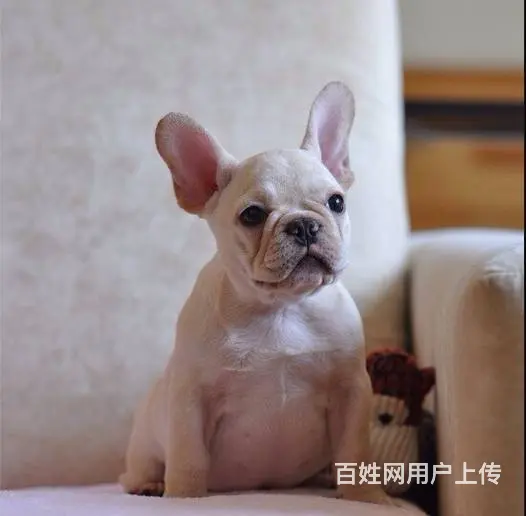 精品法国斗牛犬,多只可选,疫苗齐全,可上门选狗 - 图片 9