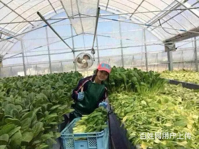 高薪急招！（加拿大项目）正规保签-零费用！ - 图片 8