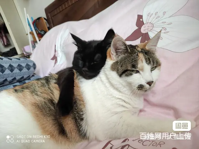 家庭寄养散养猫咪 - 图片 4