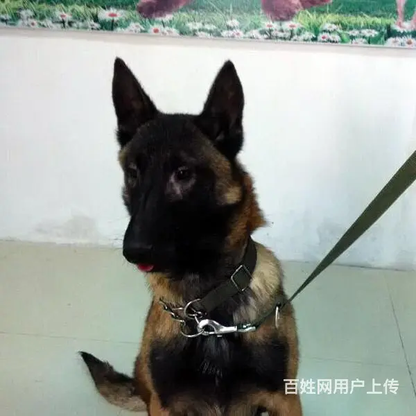 中卫上哪可以看到马犬犬舍，马犬犬舍地址位置 - 图片 9