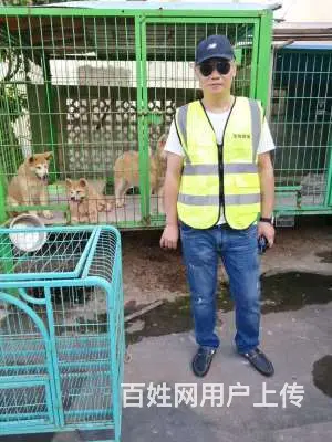 台州猫猫跳楼了怎么办，全职业找猫找狗团队 - 图片 1