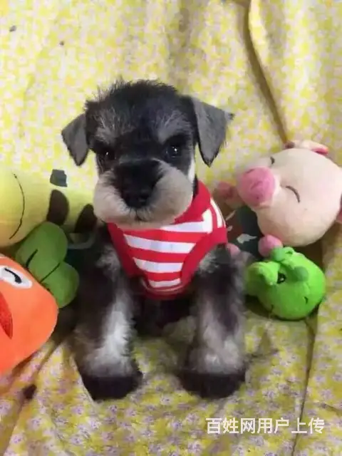 专业出售极品 雪纳瑞幼犬期待您的咨询 - 图片 5