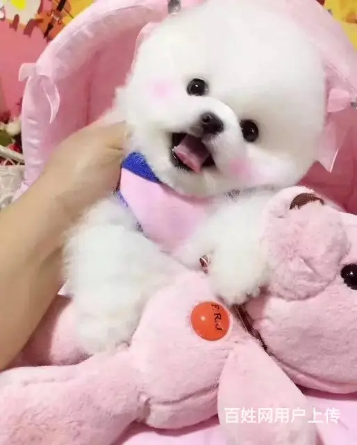 博美犬养殖基地 赛级哈多利血统博美犬 证书芯片齐全 - 图片 7