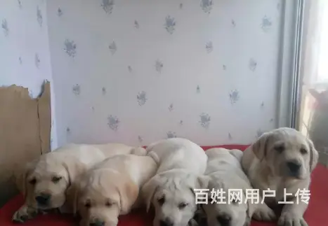 承德拉布拉多怎么卖 保健康 疫苗齐全 - 图片 9