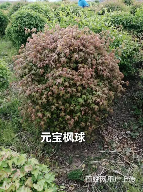 抚顺新抚顶级的草皮规格齐全 - 图片 3