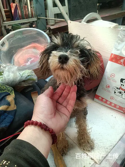 【搞定了！】出售五个半月的雪纳瑞公， - 图片 1