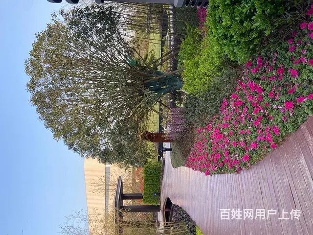 华侨城欢乐明湖，奥体旁明湖边，高端品质住宅，湖景房 - 图片 12