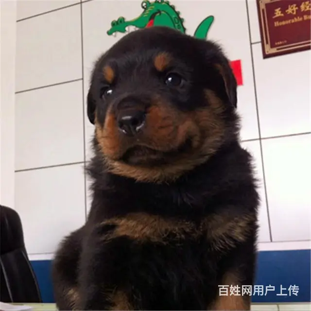 辽阳买一只罗威纳大概要多少钱，罗威纳犬舍地址 - 图片 12