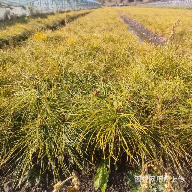 蓝靛果苗 - 图片 5