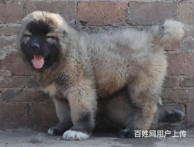 纯高加索犬 ，顶级护卫 高大凶猛的高加索幼犬待售中 - 图片 3