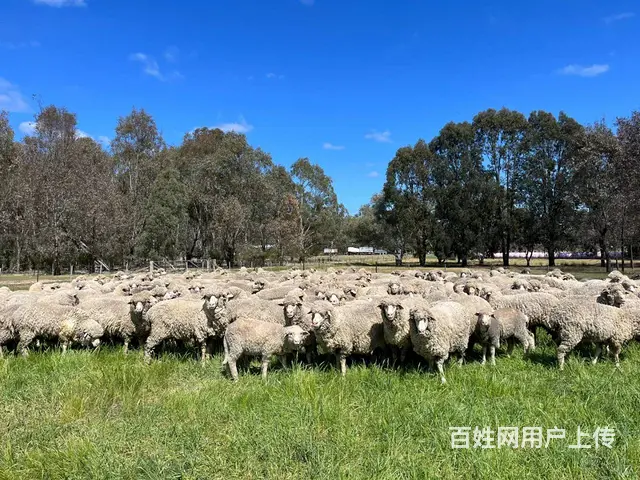 常州出国打工  澳洲农场招工 高薪3W+包吃住 - 图片 9