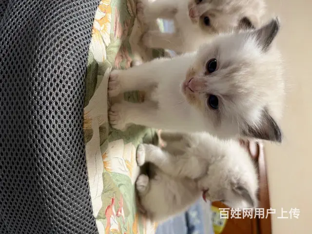 自家养的 品相好 纯种 会用猫砂盆 - 图片 7