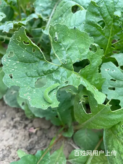16%甲维茚虫威小菜蛾青虫吊丝虫杀虫剂稻纵卷叶螟 - 图片 3