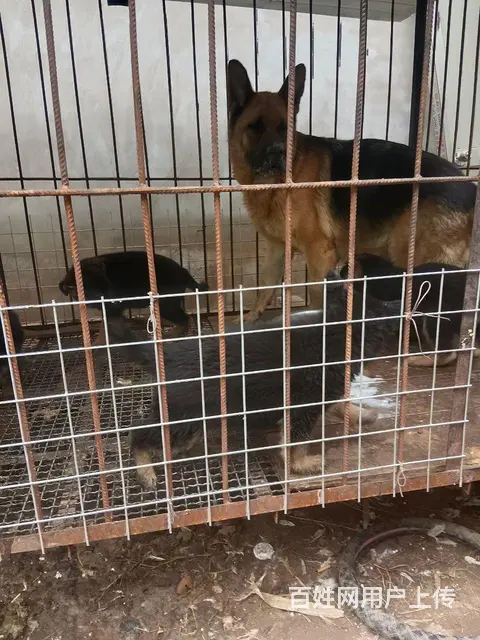 双血统德国牧羊犬 - 图片 1
