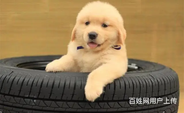 出售大骨架大头金毛犬 纯种枫叶系金毛犬价格 - 图片 6