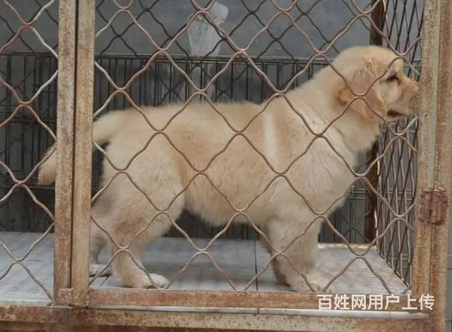 金毛犬 金毛犬舍 保纯保健康-专业繁育金毛犬 - 图片 5