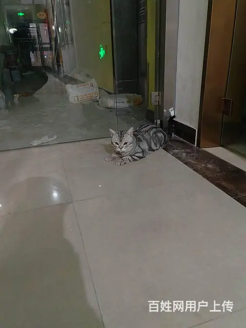 猫跑丢了怎么找 有效洛阳专业找猫团队怎么收费 - 图片 6