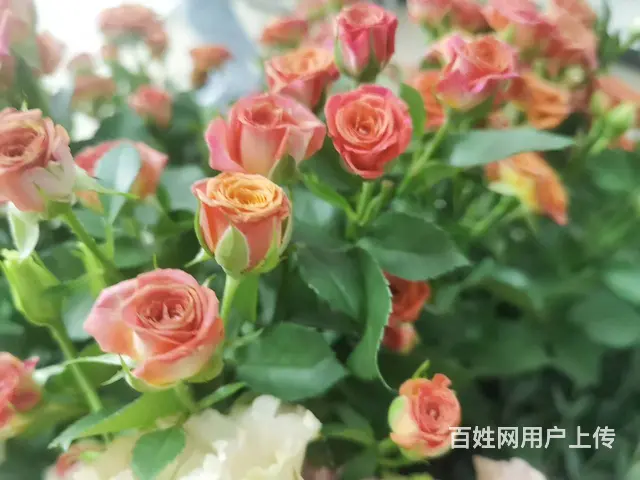 苏州花艺师前景怎么样？吴中哪里可以报名学习 - 图片 1