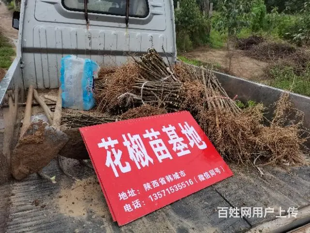 陕西哪里有无刺大红袍花椒树苗 狮子头黄盖 - 图片 3