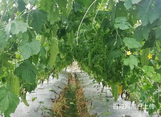 广州市食堂生鲜蔬菜配送企业,货源足,冷链车送货上门 - 图片 2