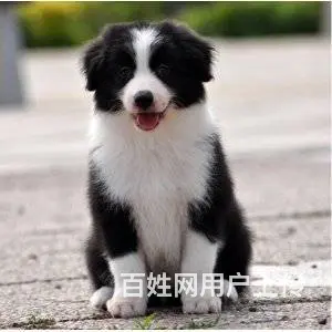 承德边牧怎么卖 纯种边牧 疫苗齐全 - 图片 6