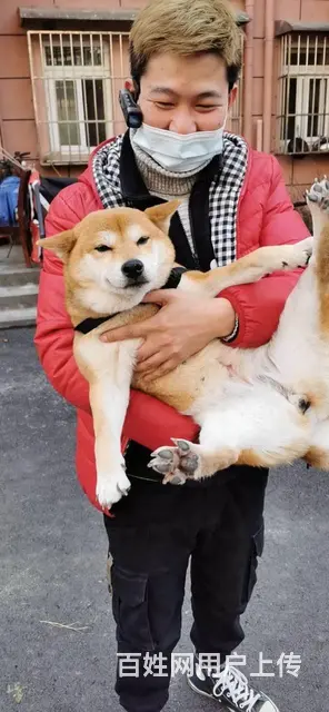 丽水猫咪丢了请联系专业找猫团队 全国上门实地寻找 - 图片 7