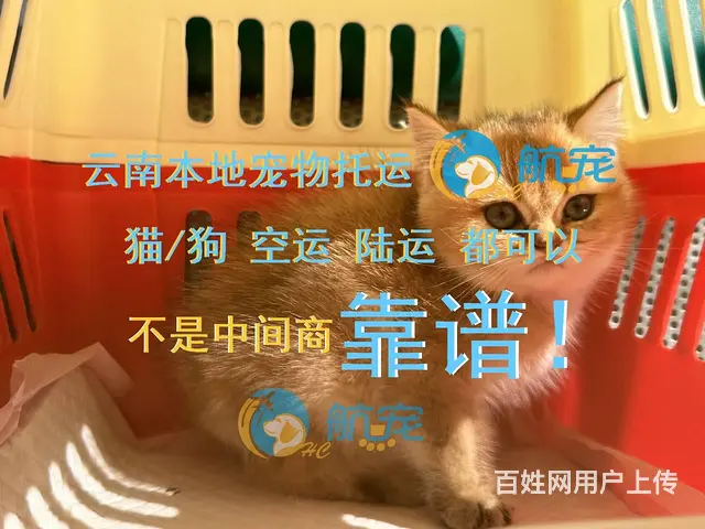 昆明宠物托运人宠同行 飞机火车汽车托运全国 - 图片 3