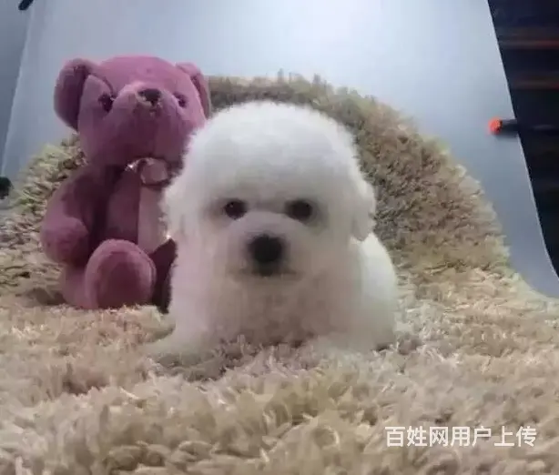 辽阳血统比熊哪里有卖，血统比熊一般多少钱 - 图片 3