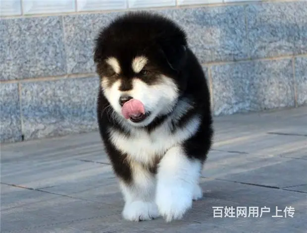 广州纯种阿拉斯加犬价格 狗舍直销 包纯种健康签协议 - 图片 9