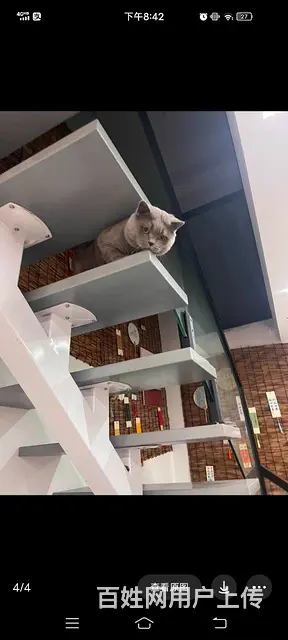 没时间喂爱猫人士送 - 图片